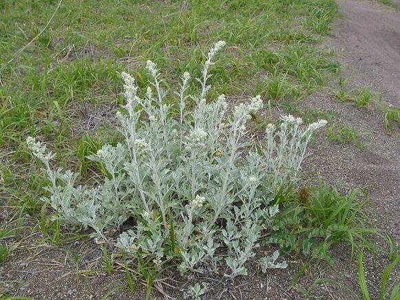 ریڑھ کی ہڈی کے osteochondrosis کے علاج کے لئے wormwood